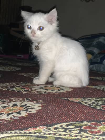 White persian female kitten