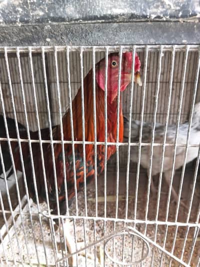 Aseel breeder murgha or cross hen