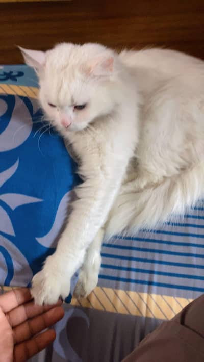 person triple coted cat female fully trained and vaccine completely