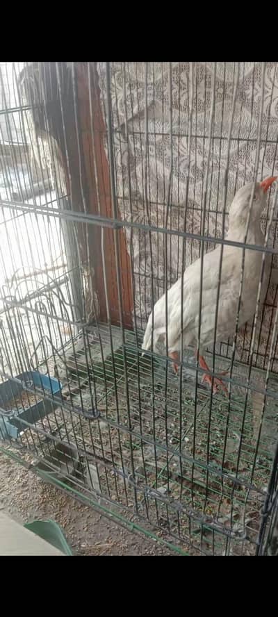 white redeye chakor and dakhni breeder pair