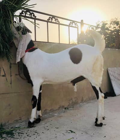 rajanpuri Bakra urgent for sale