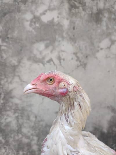 Best quietly hera aseel patha for sail