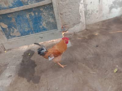 1  male Misri. 2 Female Misri