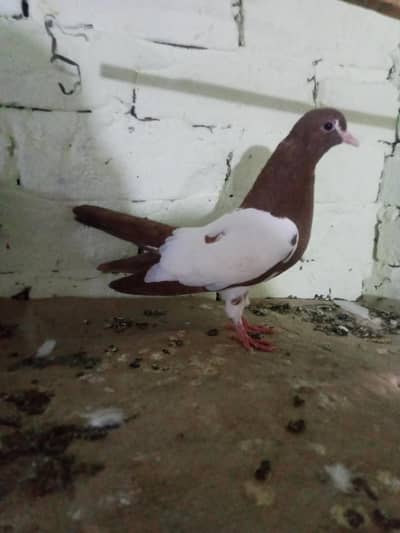 Lal khal guldar kalyarai patha