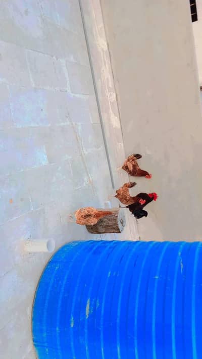 3 morgi 1 morga anday wali he