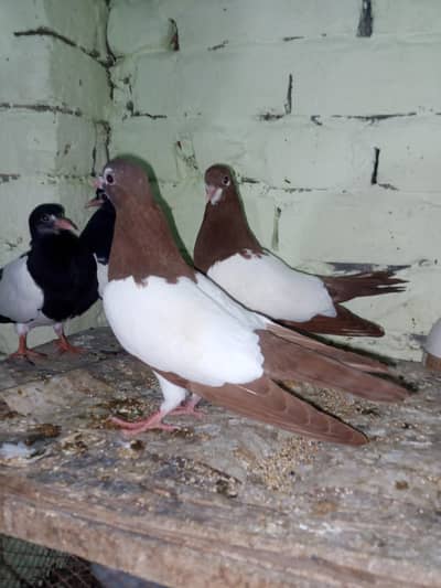 Lal khal guldar kalyare pela. qasid