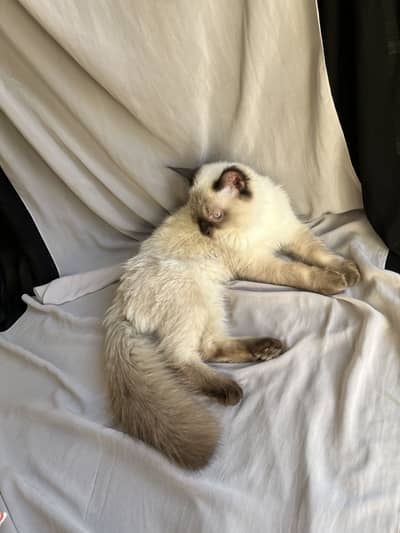 Adorable Double-Coated Himalayan Male  Super Playful & Litter Trained