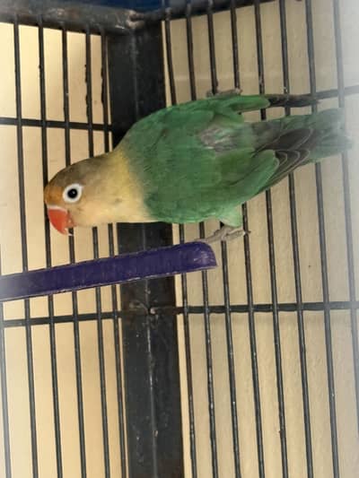 Love birds 110% breeder pair ready for 3rd breed