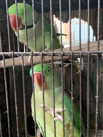 Raw Parrot Pair | Talking Parrots pair