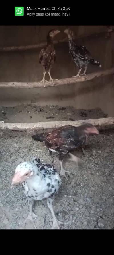 aseel Murga amroha karas