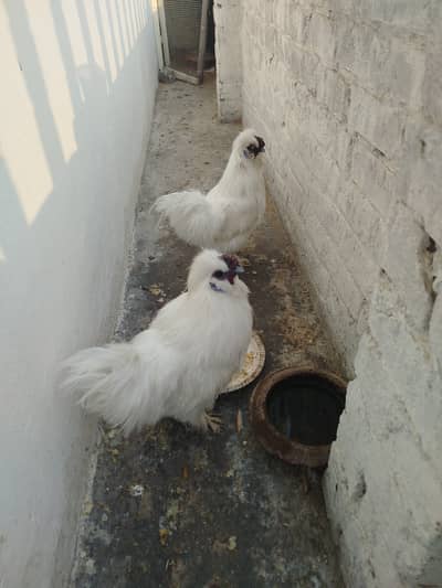 Silky chick Male for sell