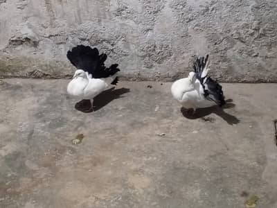 black tail breeder pair