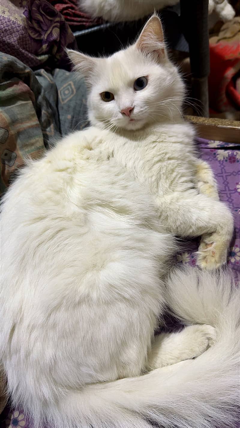 Pure Persian cat 5