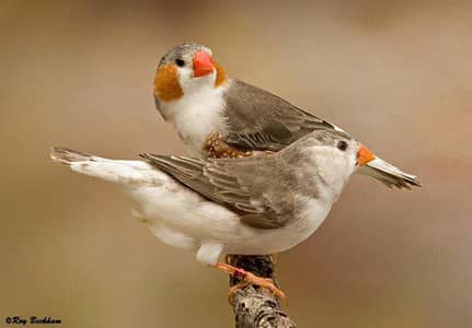 penguin finches pair
