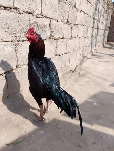 Lasani patha outclass