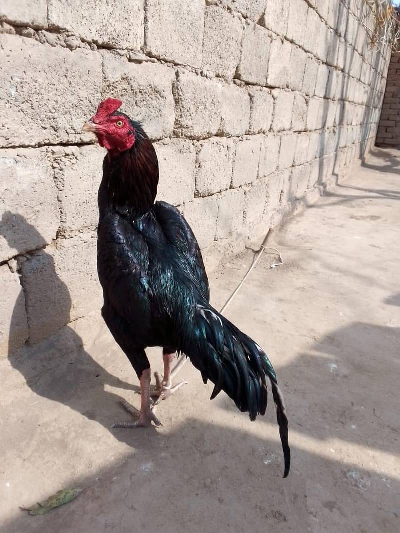 Lasani patha outclass 0