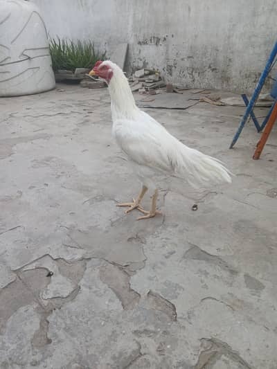 3 male for sale pr male 8k