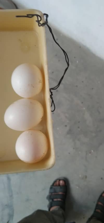 green ringnack k andaa