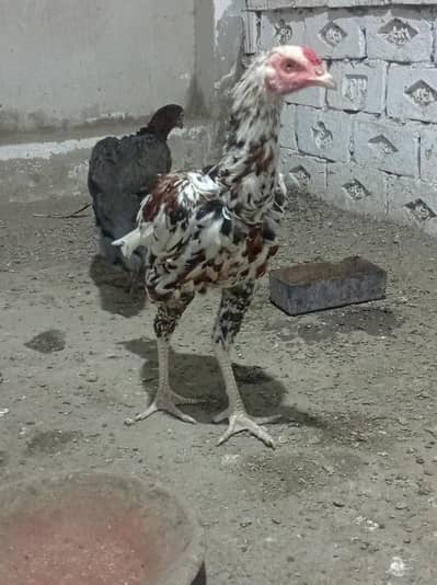 aseel hens/murga/murgay. jawa