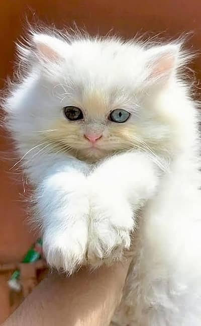 White Long Hair Persian Cat For Sale