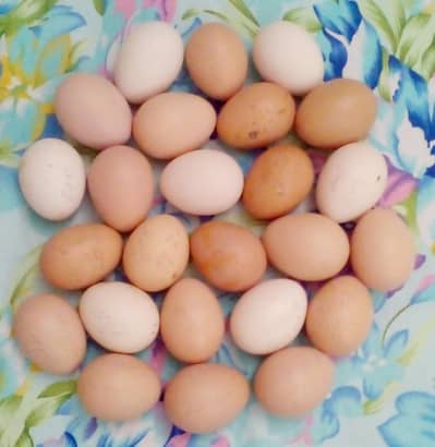 Aseel Fertile Eggs Fresh & Healthy for hetching