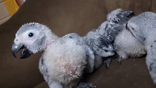 African Gray babies