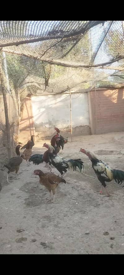 5 Aseel Sindhi 2 Thai corrs