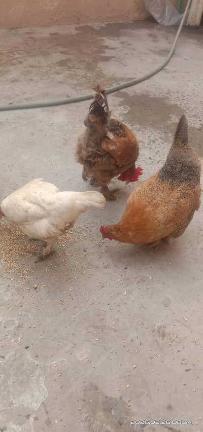 desi hens