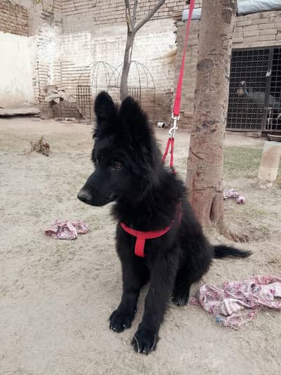 Black German shepherd puppy heavy bone vaccinated for new homes
