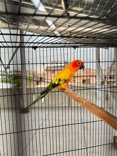 Sunconoure breeder female