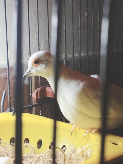 Diamond Dove + 2 Cages