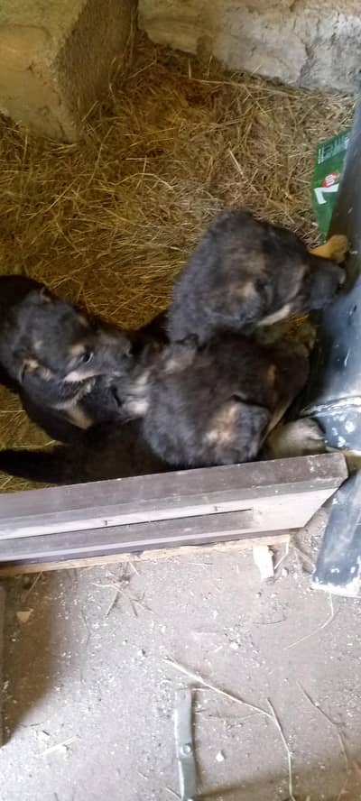 gsd puppies for sale