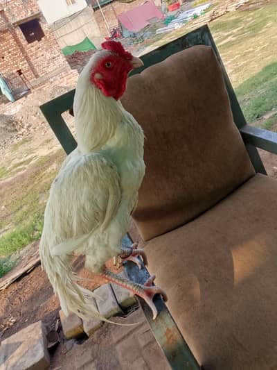 full white paper colour weight 3300 gram mora 2900