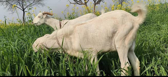 Barbari Cross High Quality Beautiful Pair with Pure White color