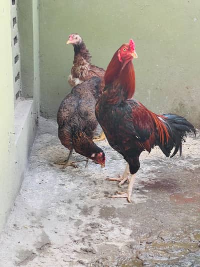 aseel trio for sale in reasonable price