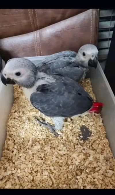 African grey parrot chicks for sale 03123226259