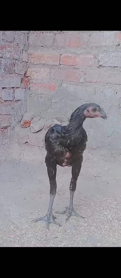 sailkot Muhala Islamabad ner Rang pora Thana