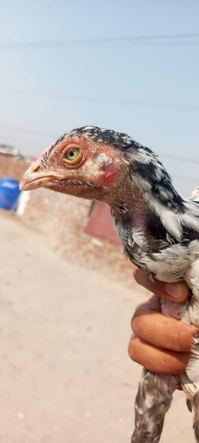 Aseel Patha for sale