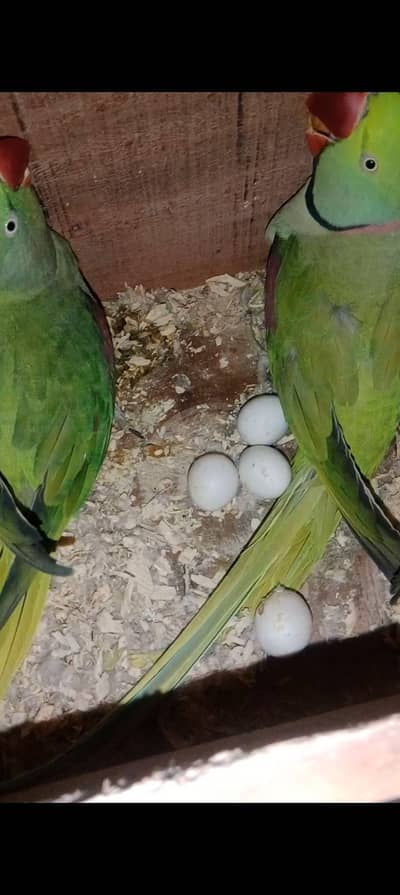 Raw Talking and Confirm Breeder Pair with Eggs
