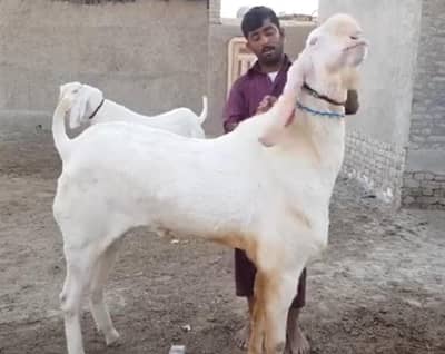 desi Bakra for sale WhatsApp/03487390292)