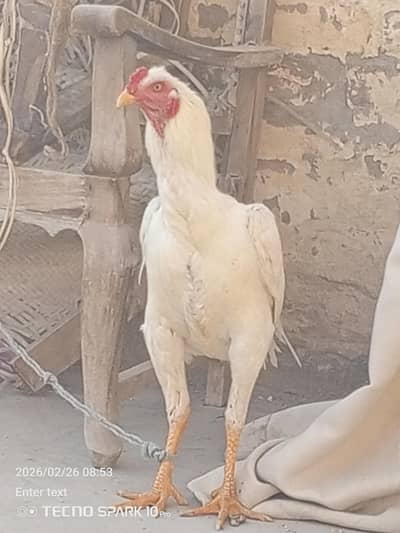 Aseel Heera murga for sale