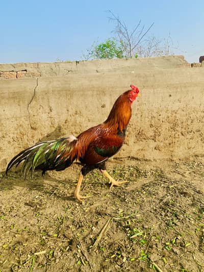 Aseel murga red shine