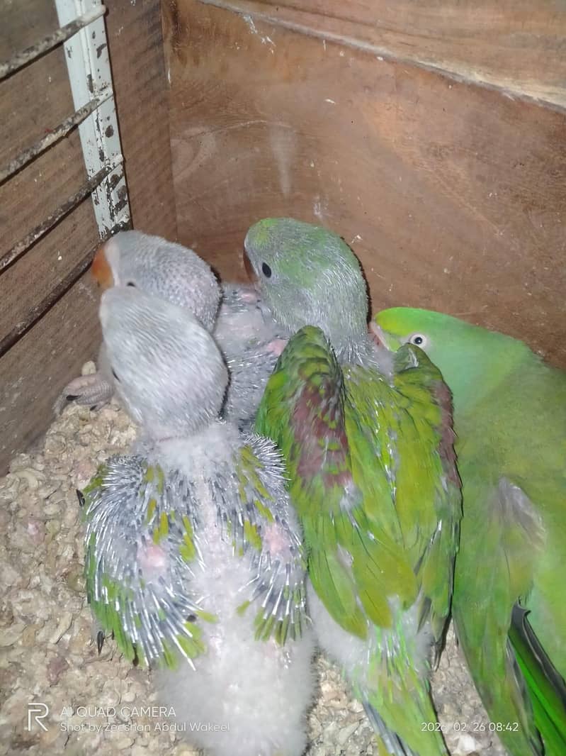 Raw chicks 0