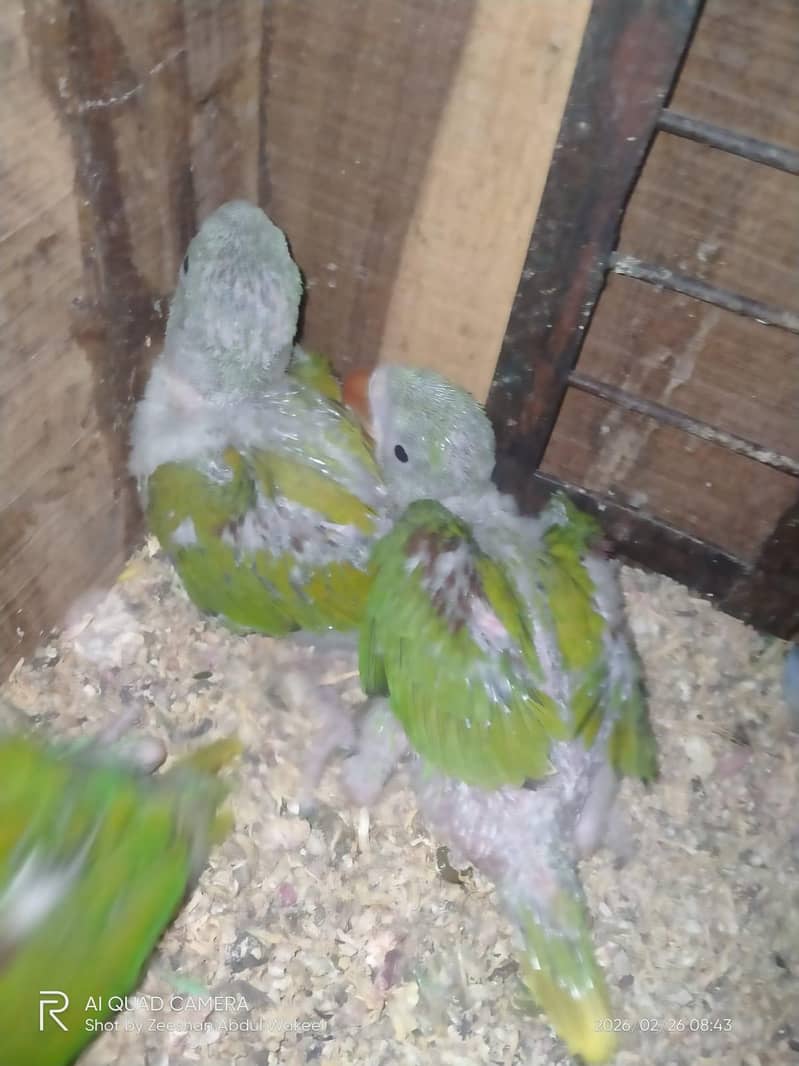 Raw chicks 1
