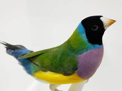 Gouldian finches