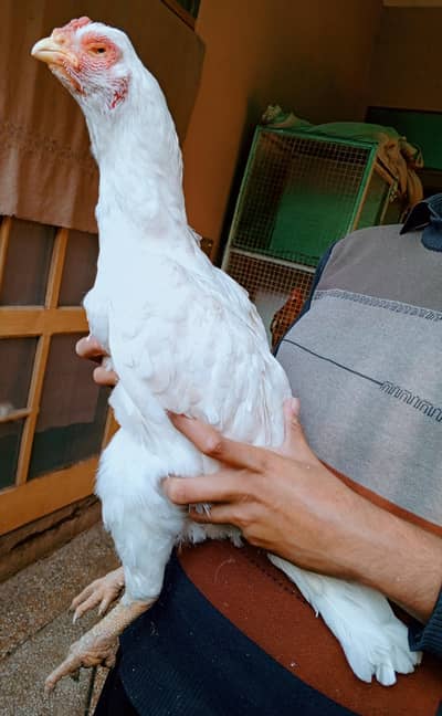 aseel murgi Heera qandari  03498200770