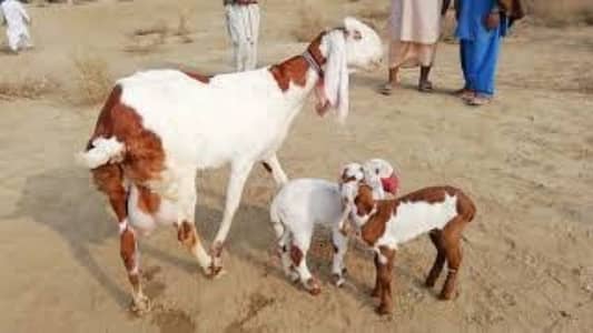 gulabi Bakri for sale 03415954390