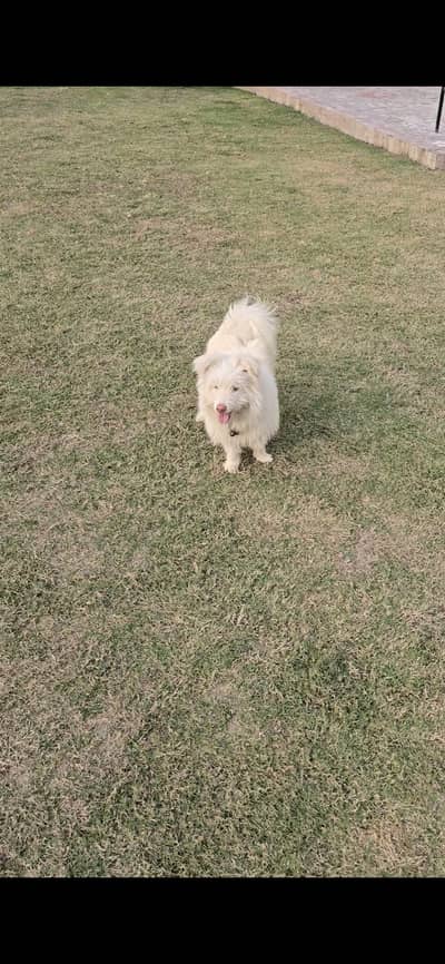 Male russian for sale