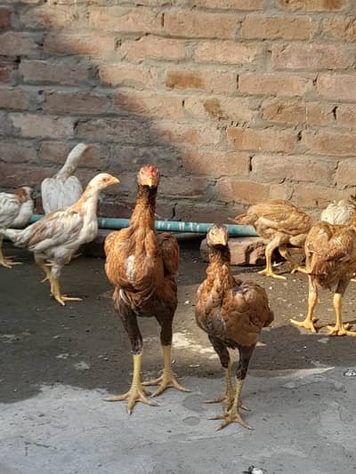 pakistani aseel healthy  4000