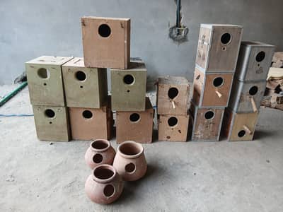 CAGES; BOXES & Ringneck